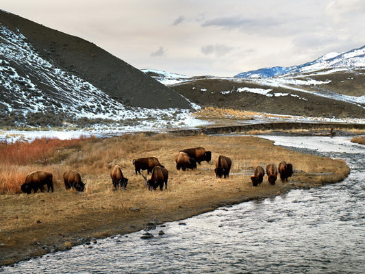 Yellowstone National Park Bison Nature Landscape Wall Decor Room Print Poster