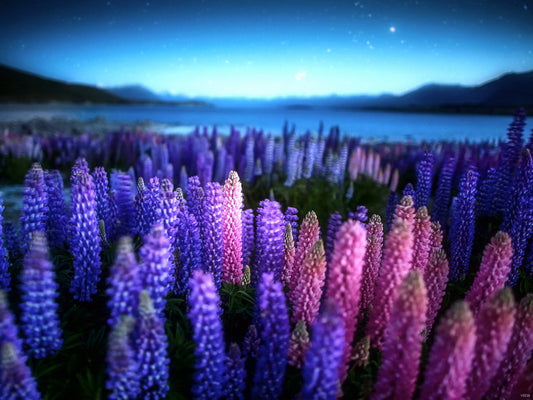 New Zealand Beautiful Lake Flower Night Purple Wall Decor Room Print Poster