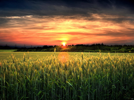 Amazing Field Sunset Dusk Beautiful Nature Wall Decor Room Print Poster