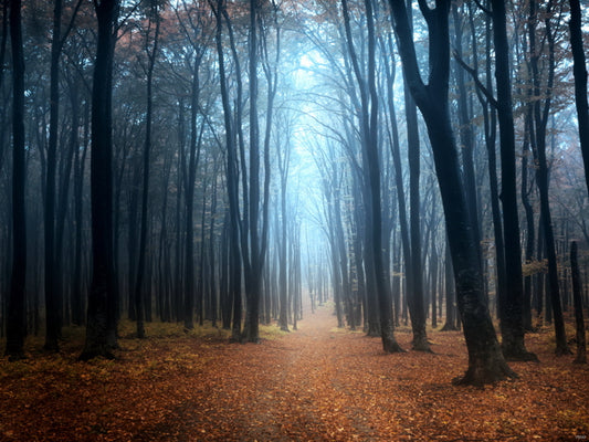 Forest Trees Autumn Fall Beautiful Nature Wall Decor Room Print Poster