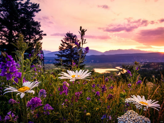 Kootenay Sunset Flower Canada Beautiful Nature Wall Decor Room Print Poster