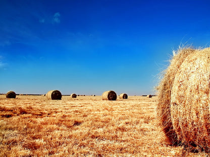 Round Straw Bales Blue Sky Beautiful Nature Wall Decor Room Print Poster