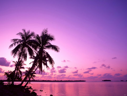 Purple Sunset Tropical Beach Palm Trees Nature Wall Decor Room Print Poster
